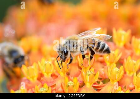 Abeille - APIS mellifera - pollinise une fleur de l'herbe à lait de papillon - Asclepias Tuberosa Banque D'Images