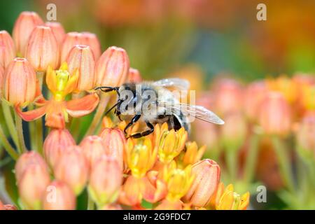 Abeille - APIS mellifera - pollinise une fleur de l'herbe à lait de papillon - Asclepias Tuberosa Banque D'Images