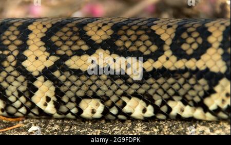 Gros plan du python de tapis, Morelia spilota, montrant des motifs de peau de serpent noirs, bruns et jaunes. Repos dans le jardin du Queensland, Australie. Banque D'Images