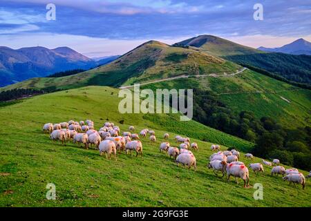 France, Pyrénées-Atlantiques (64), pays Basque, pâturage au col des veaux Banque D'Images