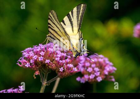 Papillon sur Verbena bonariensis Iphiclides podalirius rare Banque D'Images