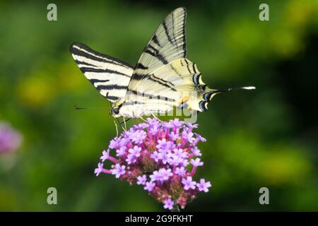 Rare Swallowtail Butterfly perché sur la fleur de verveine Banque D'Images