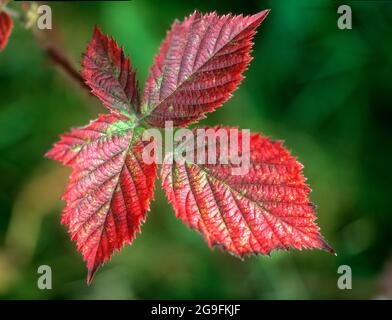 BlackBerry, Bramble (Rubus fruticosus). Feuille d'automne. Allemagne Banque D'Images