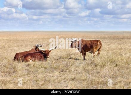 Ankole Watusi, race américaine moderne de bétail domestique, dans les prairies de steppes vierges. Arrière-plan nature sauvage Banque D'Images