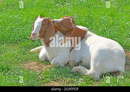 Boer Goat. Chèvre Boer. Deux enfants s'approchent les uns des autres dans l'herbe fraîche. L'un liche l'arrière de la tête de la seconde. Grande-Bretagne Banque D'Images