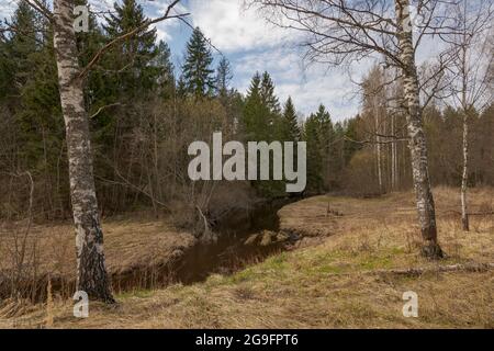 Bouleau rongé par des castors au bord de la forêt. Une rivière séparant forêt et champ. Banque D'Images