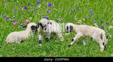 Valais blacknose Sheep. Trois agneaux sur la prairie alpine au printemps. Suisse Banque D'Images