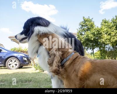 jeune chien de la frontière collie jouant avec l'épagneul cocker anglais dans le jardin Banque D'Images