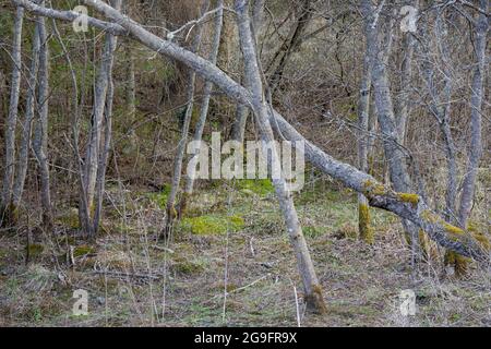 Arbre écopé couvert de mousse dans une forêt mixte. Arbres sans feuilles au début du printemps. Banque D'Images