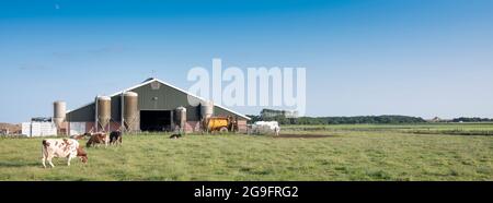 vaches tachetées dans un pré vert herbacé près de la ferme de l'île hollandaise de texel en été Banque D'Images