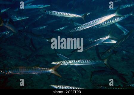 Yellowmouth Barracuda (Sphyraena viridensis) dans la mer Méditerranée Banque D'Images