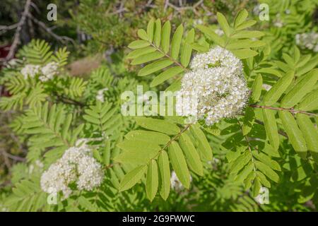 Rowan branches avec beaucoup de fleurs. Nature sur les rives du lac Ladoga. Banque D'Images