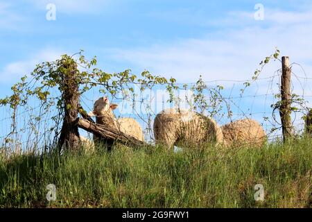 Troupeau de moutons avec l'un d'eux curieusement regardant et mangeant des plantes à chenilles poussant sur la clôture en fil de fer tenue avec de vieux poteaux en bois Banque D'Images