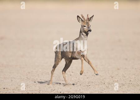 Cerf de Virginie (Capranolus capranolus). Buck fuyant au-dessus d'un champ. Allemagne Banque D'Images