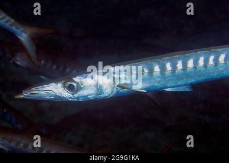 Yellowmouth Barracuda (Sphyraena viridensis) dans la mer Méditerranée Banque D'Images