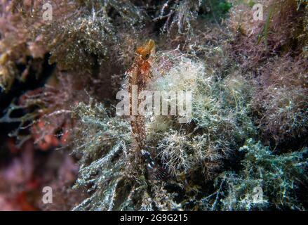 Triplée jaune (Tripterygion delaisi) dans la mer Méditerranée Banque D'Images