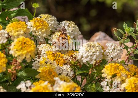 Vanessa cardui, peint dame papillon sur une fleur jaune de Lantana Banque D'Images