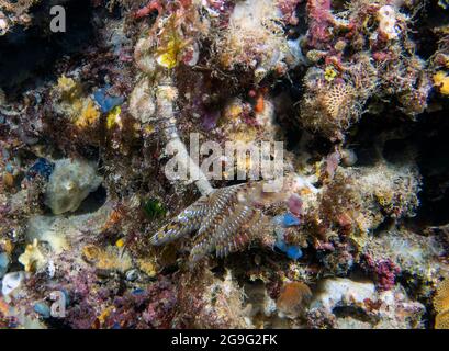 Un Worm de tube en spirale dans la mer Méditerranée, Espagne Banque D'Images