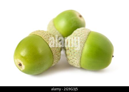 Acornes de chêne commun ( Quercus robur) isolés sur fond blanc Banque D'Images