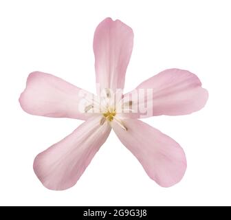 Soapwort ( Saponaria officinalis) isolé sur fond blanc Banque D'Images