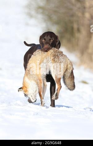 Pointeur court allemand. Homme (2 ans) revenant avec un renard rouge. Allemagne Banque D'Images