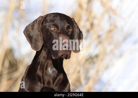 Pointeur court allemand. Portrait d'un homme adulte (2 ans) Banque D'Images