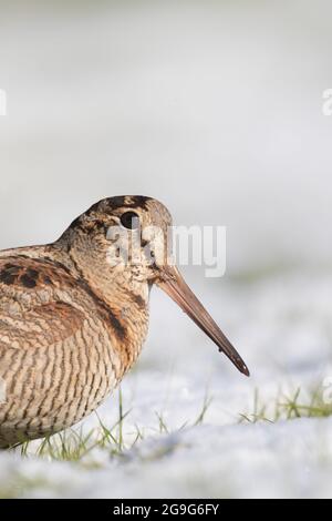 Bécasse eurasienne (Scolopax rusticola). Portrait d'un adulte dans la neige. Schleswig-Holstein, Allemagne Banque D'Images