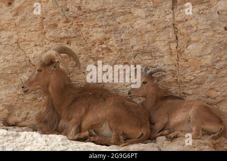 Alpine ibex Juvenile et femme sur une falaise Banque D'Images