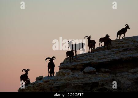 Ibex alpine silhouetté sur une falaise au crépuscule Banque D'Images