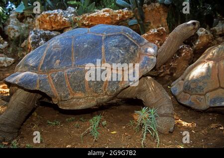 La tortue géante d'Aldabra (Aldabrachelys gigantea), dans les îles de l'Atoll d'Aldabra aux Seychelles, est l'une des plus grandes tortues terrestres dans la w Banque D'Images