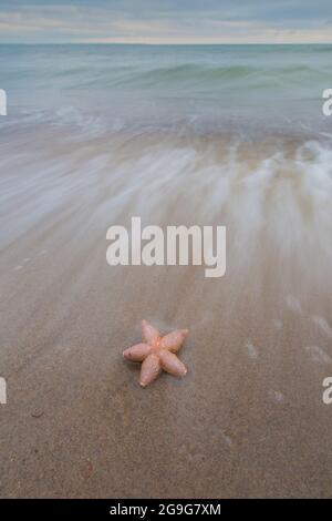 Starfish commun, Seastar européen commun (Asterias rubens). Des étoiles de mer mortes sur une plage. Schleswig-Holstein, Allemagne Banque D'Images