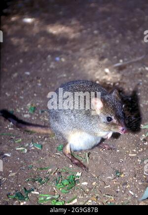 Bettong à queue de pinceau (Bettongia penicillata). Aussi connu sous le nom de kangourou à nez court de rat ou de woylie, cet animal est un petit (30-40 centimètres de long Banque D'Images