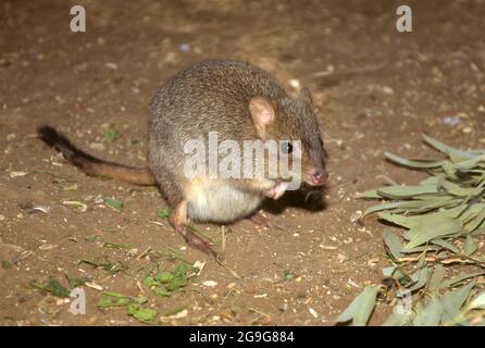 Bettong à queue de pinceau (Bettongia penicillata). Aussi connu sous le nom de kangourou à nez court de rat ou de woylie, cet animal est un petit (30-40 centimètres de long Banque D'Images
