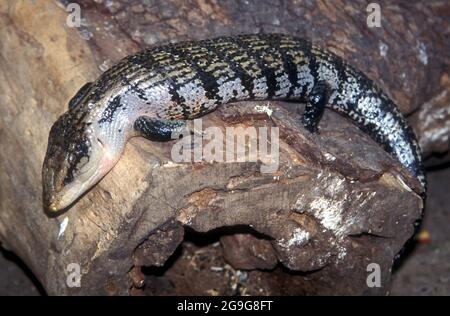 Le lézard à tongué bleu de l'Ouest (Tiliqua occipitalis), également connu sous le nom de scinque à tongué bleu de l'Ouest, est une grande scinque originaire de l'Australie. C'est un o Banque D'Images