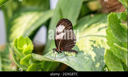 Papillon sur feuille, prise de vue macro avec arrière-plan flou Banque D'Images