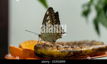 Gros plan de papillon bleu Clipper coloré (Parthenos Sylvia) avec des marques bleu lilas sur ses ailes ouvertes sur une feuille. Ce grand papillon est généralement F Banque D'Images