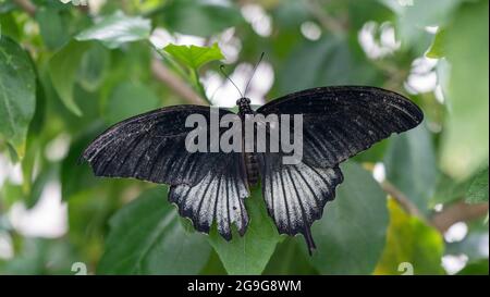 Macro papillon mormon commun (Papilio polytes) reposant sur une fleur et suçant le miel des fleurs avec le fond flou Banque D'Images