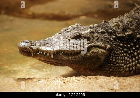 Caïman à lunettes (Caiman crocodilus). Immergé dans l'eau. Ce reptile vit dans les zones humides d'Amérique centrale et du Sud. Il est exclusivement carnivore, Banque D'Images