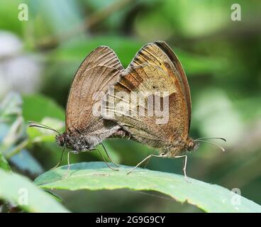 Accouplement de papillons brun de prairie Banque D'Images