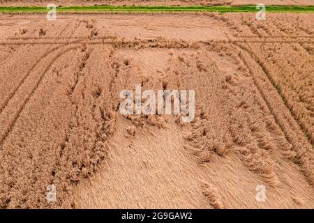 Photo aérienne d'un champ de grain marqué par une forte pluie avec des traces d'un tracteur et d'un chemin de champ vert Banque D'Images