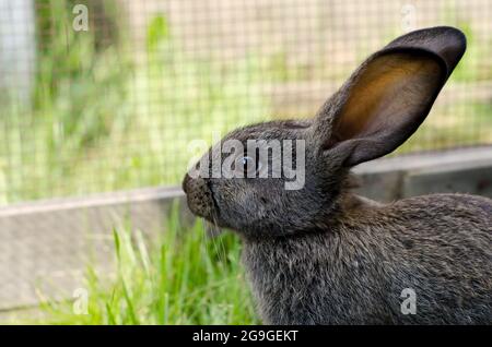 Petit lapin gris de 2 mois, Flanders race est assis dans un corral sur l'herbe verte. Paysage naturel, mise au point sélective Banque D'Images