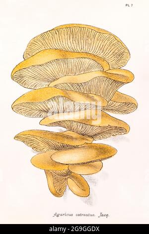 Illustration d'Agaricus ostreatus [huître Mushroom / Pleurotus ostreatus] de Mordecai Cooke's Plain & Easy Account of British Fungis' 1876. Banque D'Images