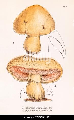 Agaricus gambosus [Calocybe gambosa / St. George's Mushroom] et Agaricus campestris [Field Mushroom] dans le champignon britannique Plain & Easy de Mordecai Cooke. Banque D'Images