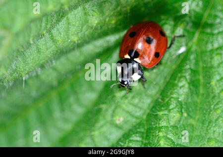 Coccinelle à sept taches sur la feuille verte Banque D'Images