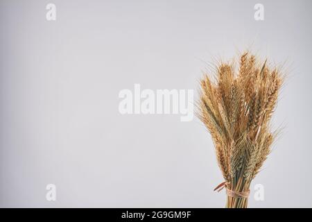 Bouquet d'épis secs de blé de seigle céréales épillets et espace de copie. Banque D'Images