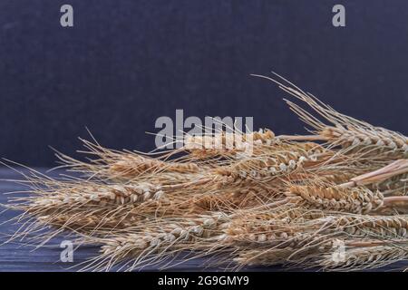 Bouquet d'épillets de blé sec sur fond noir. Banque D'Images