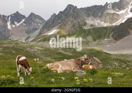Vaches se détendant sur l'herbe près du lac Kastel à Val Formazza, région Piémont, Italie Banque D'Images