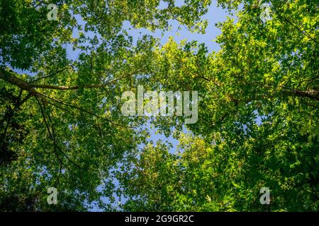 Couvert de Populus (peuplier AKA, peuplier faux-tremble ou peuplier) et de sycomore du Vieux monde (Platanus orientalis, avion AKA Oriental) sur fond bleu ciel Banque D'Images