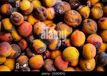 Un fond de fruits pourris rejetés laissé au gaspillage après le marché. Abricots. Banque D'Images