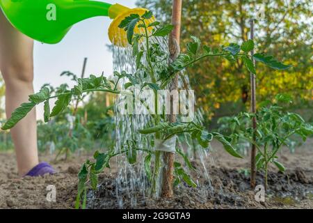 Arroser des plants de tomates vertes dans le jardin avec un arrosoir en gros plan le jour de l'été Banque D'Images